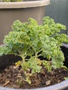 Photo of the Plant Curly Kale or Borecole Royalty Free Stock Photo