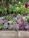 Photo Plant and Flower Seller at sunny day