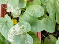 Plant leaf miner disease in watermelon leaves