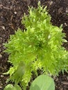 Photo of the Plant Lettuce Frisby or Lactuca Sativa Frisby Royalty Free Stock Photo
