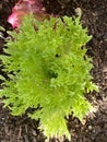 Photo of the Plant Lettuce Frisby or Lactuca Sativa Frisby Royalty Free Stock Photo