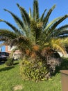 Photo of the Plant Phoenix Canariensis or Canary Island Date Palm Royalty Free Stock Photo