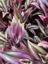 Photo of Purple Wandering Jew Plant