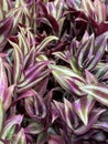 Photo of Purple Wandering Jew Plant