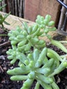 Photo of Plant Sedum pachyphyllum Rose