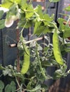 Photo of the Plant Snow Pea Chinese Pea or Pois Mangetout Royalty Free Stock Photo