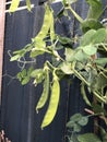 Photo of the Plant Snow Pea Chinese Pea or Pois Mangetout