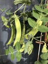 Photo of the Plant Snow Pea Chinese Pea or Pois Mangetout