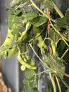 Photo of the Plant Snow Pea Chinese Pea or Pois Mangetout