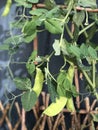 Photo of the Plant Snow Pea Chinese Pea or Pois Mangetout