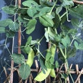 Photo of the Plant Snow Pea Chinese Pea or Pois Mangetout Royalty Free Stock Photo