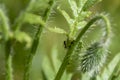 a plant stalk infected by aphids Aphidoidea. Between the aphids an ant Formicidae can be seen