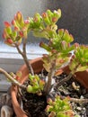 Photo of Plant succulent Crassula ovata ET`s Fingers coral, Jade