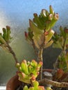 Photo of Plant succulent Crassula ovata ET`s Fingers coral, Jade