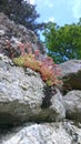 Plants mosses lichen on stone in the Ardeche Royalty Free Stock Photo