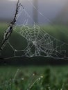 Plants wrapped in a spider web, beautiful morning dew Royalty Free Stock Photo