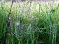 Plants wrapped in a spider web, beautiful morning dew Royalty Free Stock Photo