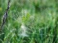 Plants wrapped in a spider web, beautiful morning dew Royalty Free Stock Photo