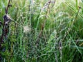 Plants wrapped in a spider web, beautiful morning dew Royalty Free Stock Photo