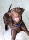 Brown Labrador Puppy Jumping to Play