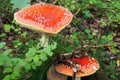 Photo of the poisonous and psychoactive mushroom red fly agarics (Amanita muscaria)