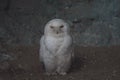 Photo of a polar owl. A large white bird on a dark background.