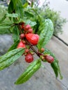 photo of pomegranate plants beginning to flower