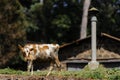 Poor dirty cow stands on the meadow near the house Royalty Free Stock Photo