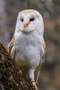 Photo popular and pretty owl in nature