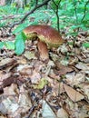 Photo of porcini mushrooms harvested in a beech forest Royalty Free Stock Photo