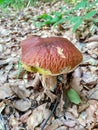 Photo of porcini mushrooms harvested in a beech forest Royalty Free Stock Photo