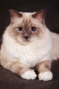 Portrait of a brown fluffy cat Neva Masquerade Siberian Royalty Free Stock Photo