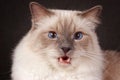 Portrait of a brown fluffy cat Neva Masquerade Siberian Royalty Free Stock Photo