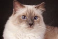 Portrait of a brown fluffy cat Neva Masquerade Siberian Royalty Free Stock Photo