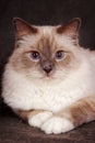 Portrait of a brown fluffy cat Neva Masquerade Siberian Royalty Free Stock Photo