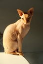 Photo Portrait of the cat Sphynx Donskoy Novgorod red color sits like a statue with his head turned. Funny pets animals