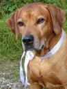 Dog Rhodesian ridgeback and white ribbon