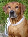 Dog Rhodesian ridgeback and white ribbon