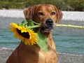 A dog, rhodesian ridgeback with sunflower Royalty Free Stock Photo