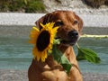 A dog, rhodesian ridgeback with sunflower Royalty Free Stock Photo