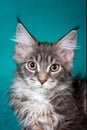 Portrait of gray kitten maine coon cat Royalty Free Stock Photo