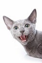 Portrait of a gray Russian blue cat hissing and angry