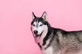 Photo portrait of happy sweet alaskan sled dog looking you breathing tongue out empty space isolated pink color