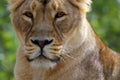 photo of a portrait of a lioness close-up Royalty Free Stock Photo