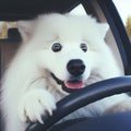 Photo portrait of a Scared Samoyed dog driver driving. ai generative