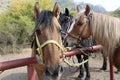 Close-up portrait of three horses tied to a pipe waiting for horseback riding Royalty Free Stock Photo