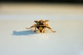 photo that portrays a wasp. insect