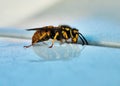 photo that portrays a wasp. insect