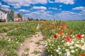 Photo with a positive charisma of a spring landscape in bright blue weather. Flower stripes with red poppies, white and yellow Royalty Free Stock Photo