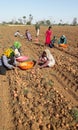 Photo of potato farming laborer India